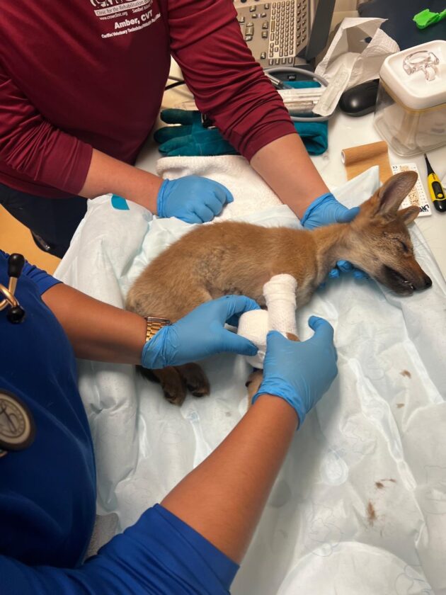 Coyote pup hit by vehicle receiving critical care at CROW - SANIBEL ...